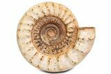 Huge Jurassic Ammonite (Kranosphinctes) Fossil - Madagascar #339449-1